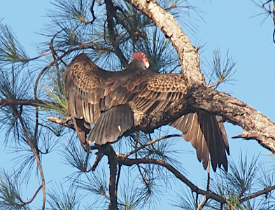 [One turkey vulture perched in a tree with its back to the camera and its wings nearly fully spread out. Individual feathers are visible in this fairly close view. Only the tip of the beak is white while the rest appears to be a lighter red than the red on its head. ]
